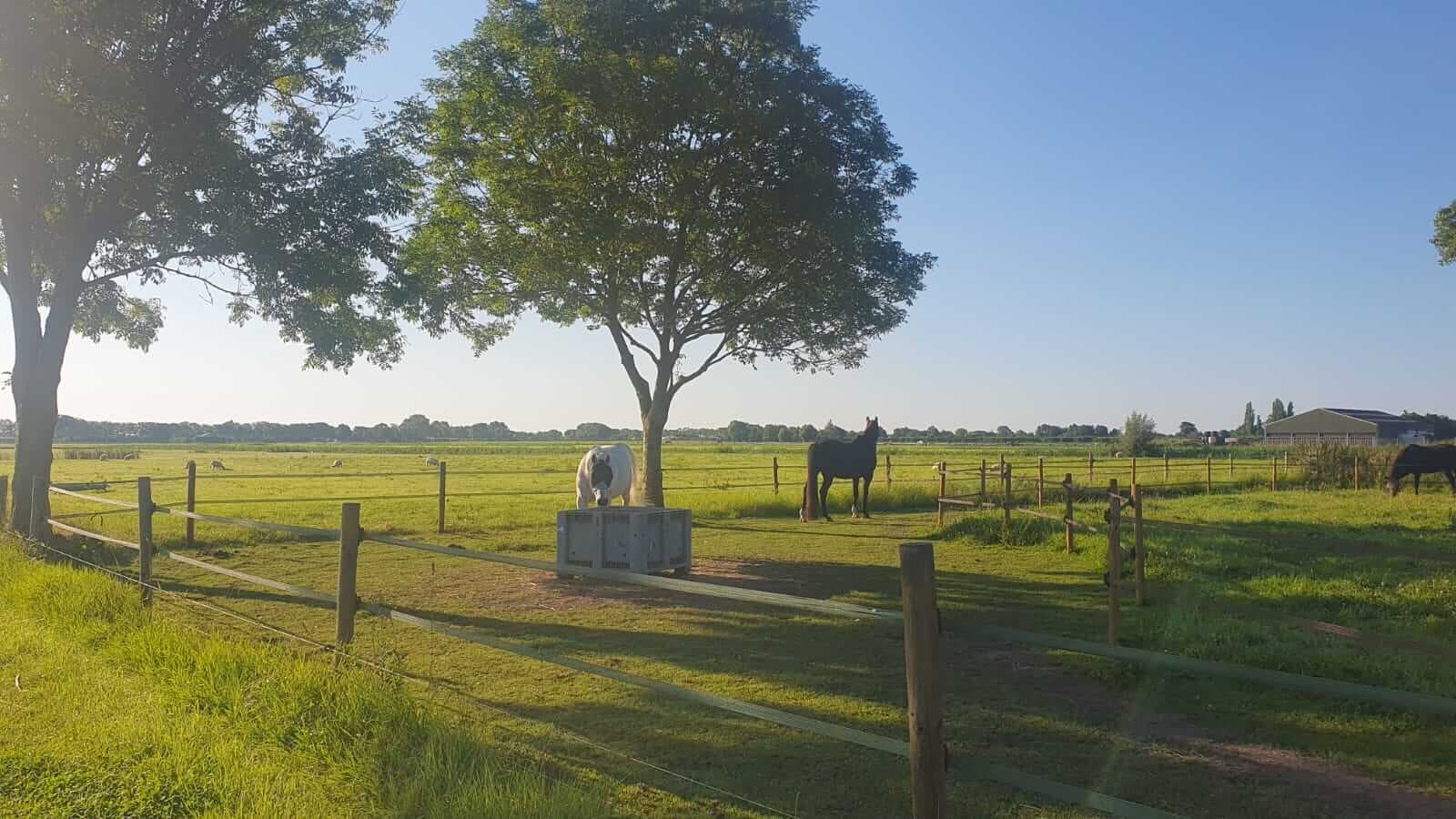 The horses in the summer meadow