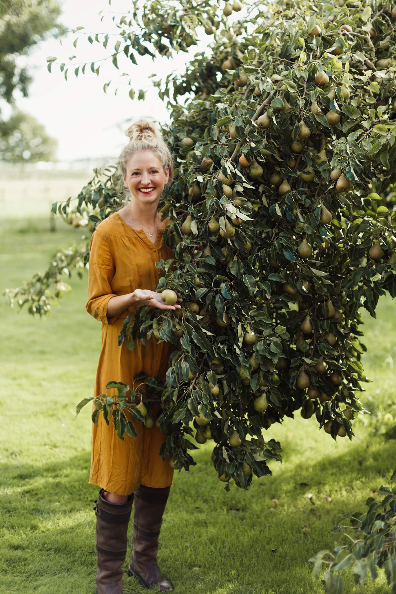 Picking pears in the orchard