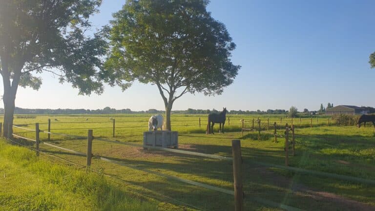 A one-to-one session outdoors on the farm