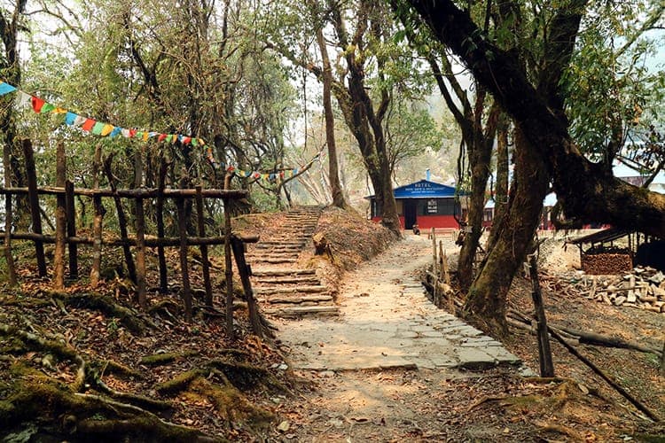 Forest camp on the Mardi Himal trek