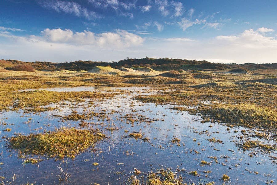 Open dunes in Zuid-Kennemerland