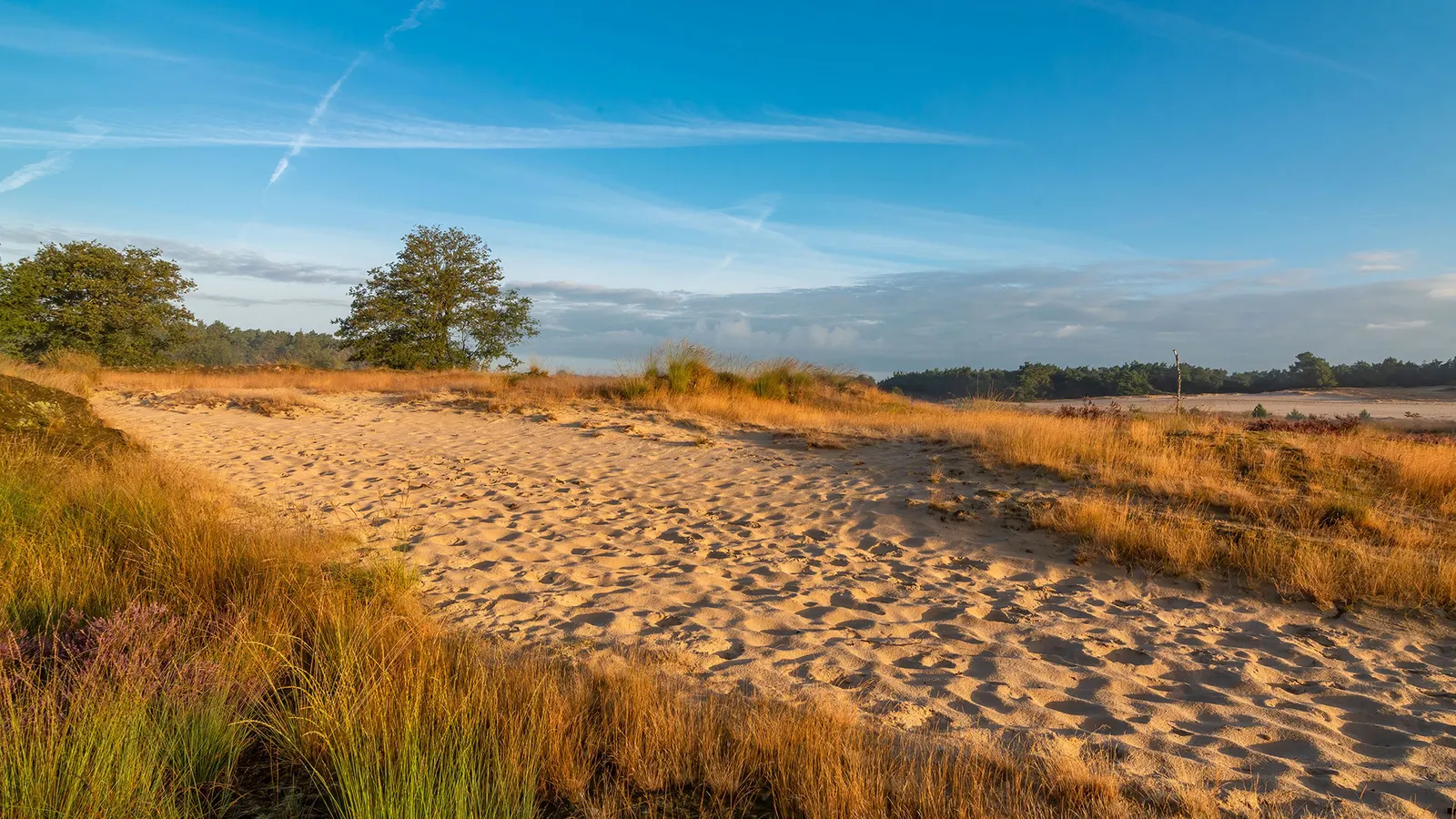 24-hour coaching walk in the Loonse & Drunense Dunes