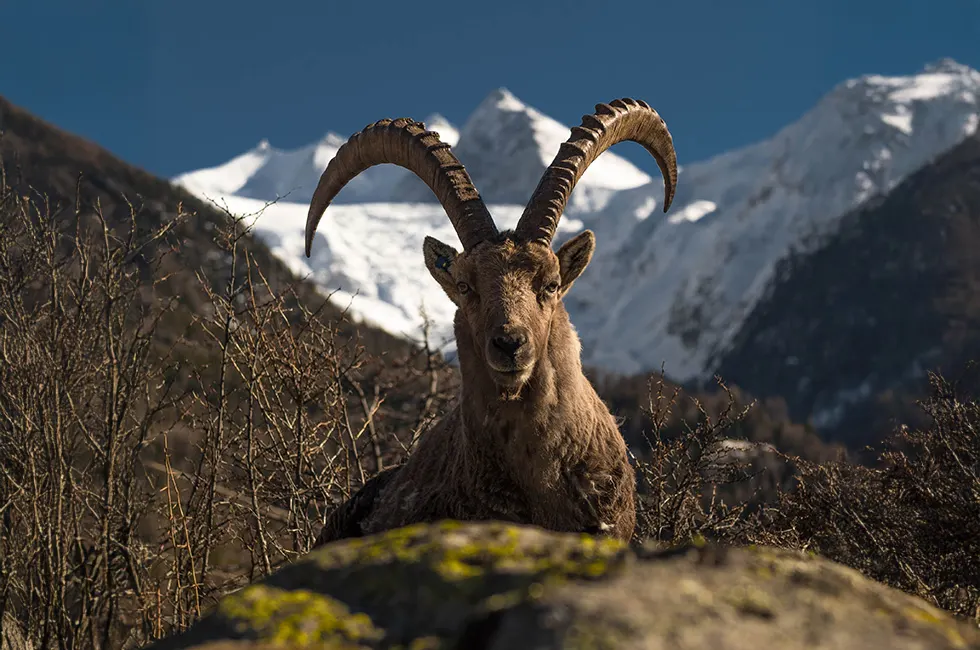 Personal leadership in the Swiss Alps